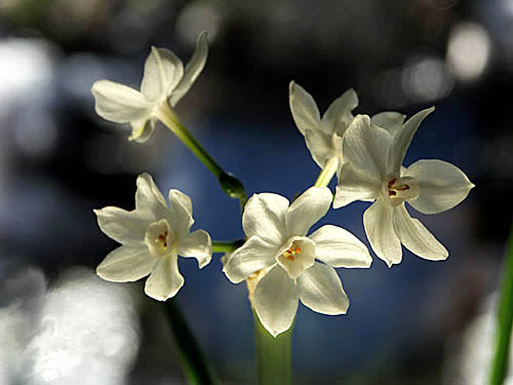 Närbild på tazettblommor
Foto: Sylvia Svensson