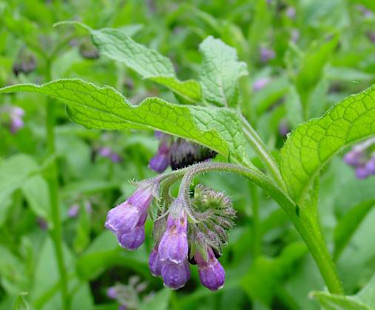 Vallört, _Symphytum officinale L_.