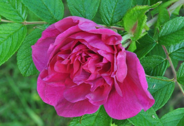 rosa-rugosa NG2