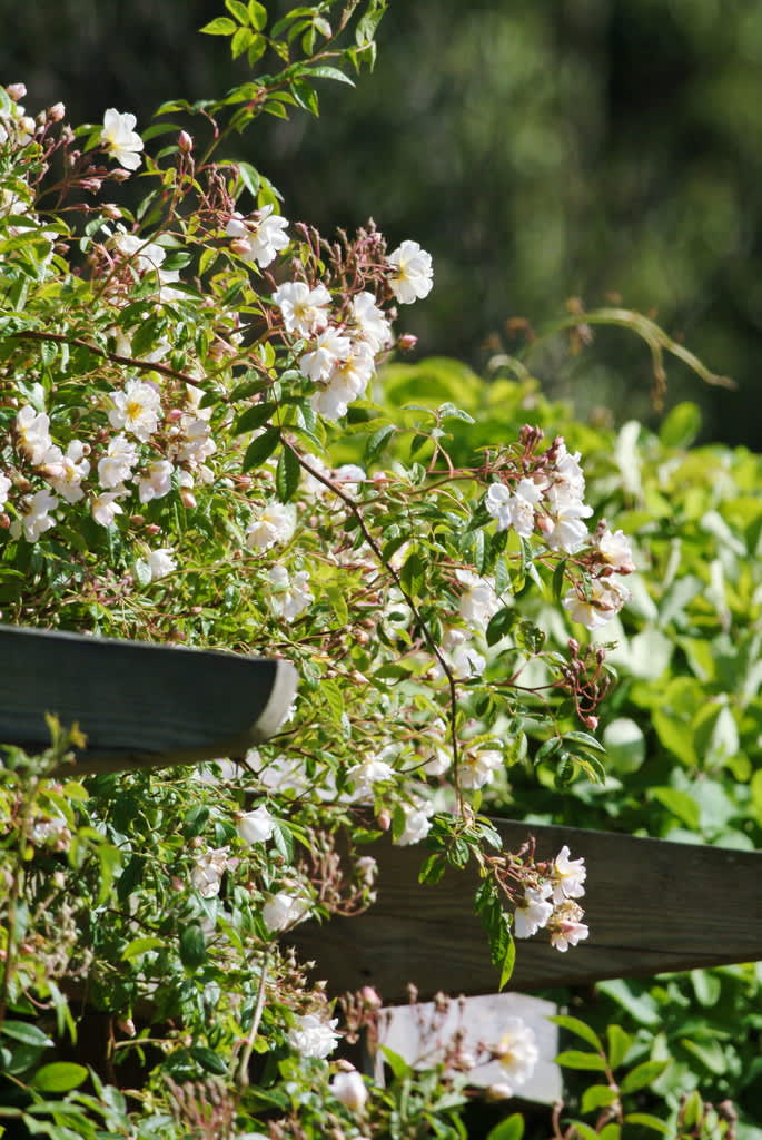 Lykkefund’ är nästan taggfri och har halvfyllda, doftande blommor och rosatonade knoppar. Foto: Lars Forslin