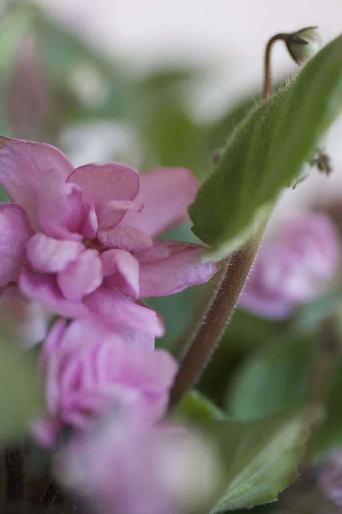 Saintpaulia 'Taita'. Foto: Blomsterfrämjandet.