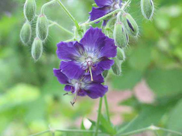 _Geranium phaeum lividum_. Foto: Hannele Niemelä.