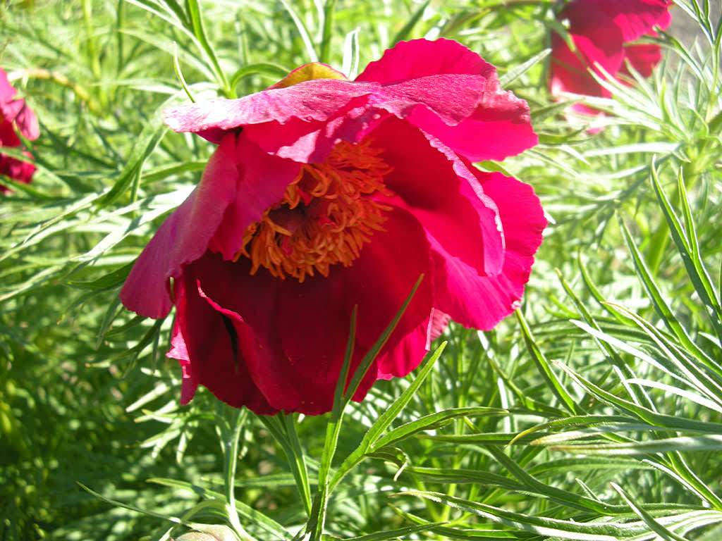 Herrgårdspion, _Paeonia x hybrida_, med sina finflikiga blad.
Foto: Bernt Svensson