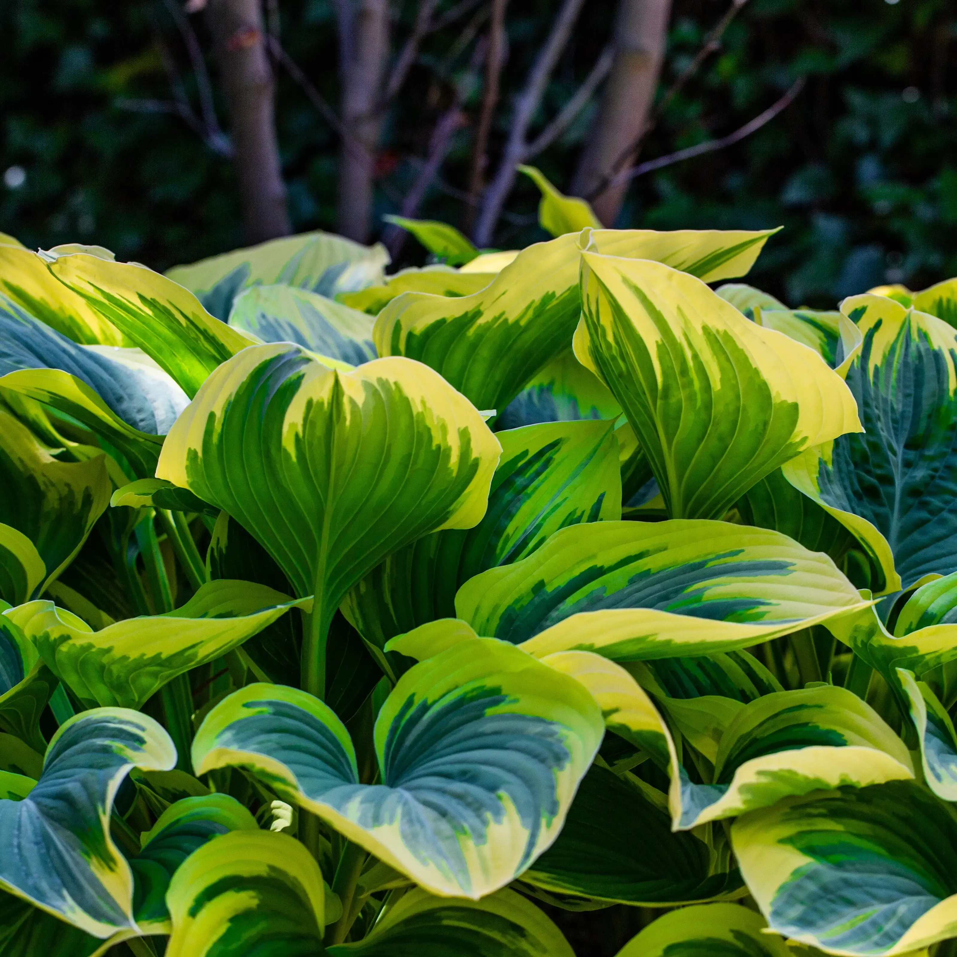 hosta-mama-mia-1st-barrotad-1