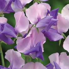 Luktärt, _Lathyrus odoratus_, 'Erewhon'.
Foto: Mr Fothergill's
