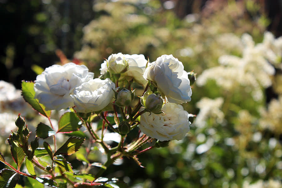 Den okända rosen som klarar mycket skugga // Foto: Anna Theorin