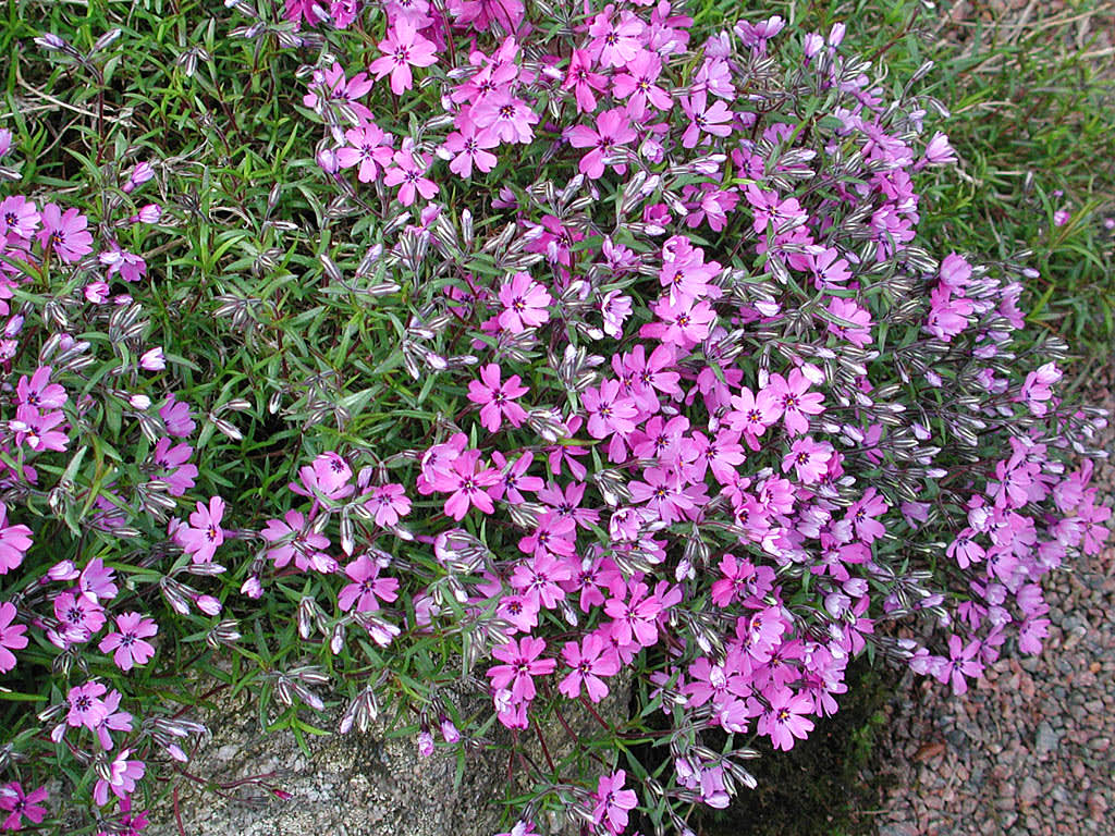Mossflox, _Phlox subulata_ 'Purple Beauty'.