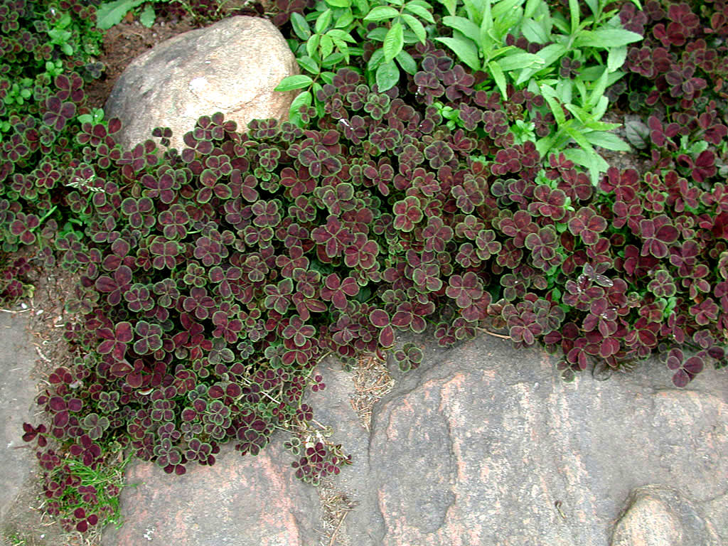 Rödbladig vitklöver, _Trifolium repens_ 'Purpurascens'. Foto: Sylvia Svensson
