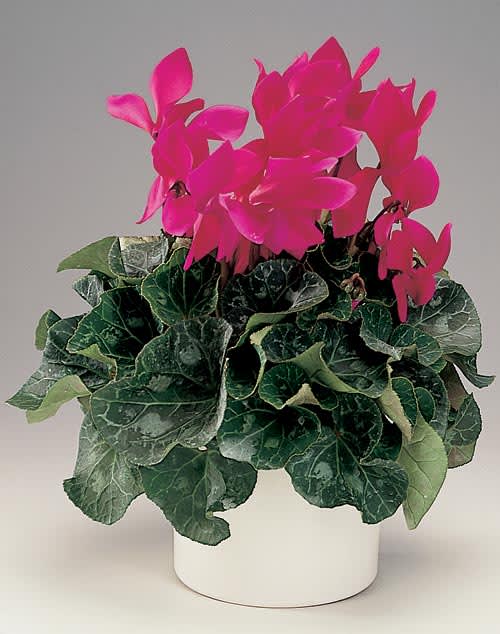 Cyklamen, _Cyclamen persicum_.