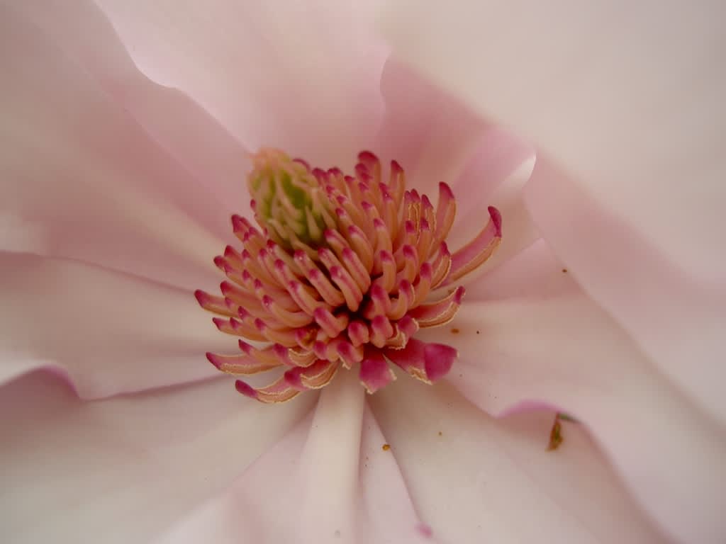 Magnolia i ett insektsperspektiv. Inte konstigt att blommorna lockar till sig pollinerare.
Foto: Tommy Högberg