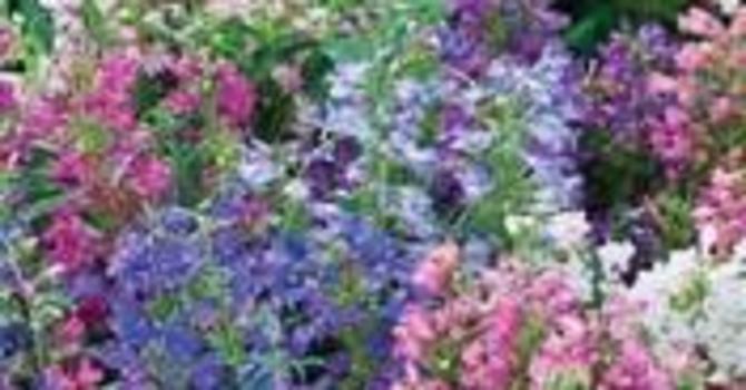 _Penstemon_ 'Humming Bells Mixed', **penstemon**. Foto: Mr. Fotfergill’s
