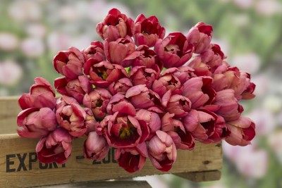 Tulpan -Ridgedale- Fred de meulder