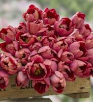 Tulpan -Ridgedale- Fred de meulder