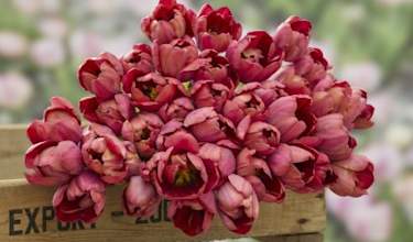 Tulpan -Ridgedale- Fred de meulder