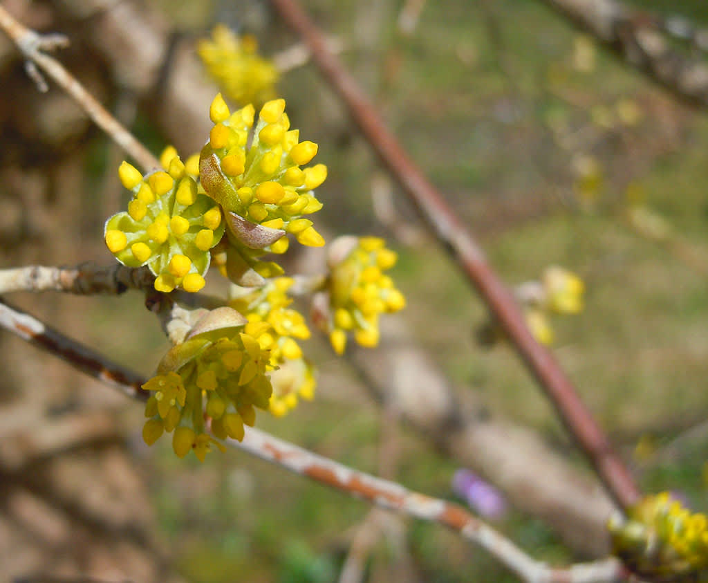 Körbärskornell i knopp och några vackra, utslagna blommor. Foto: Sylvia Svensson 