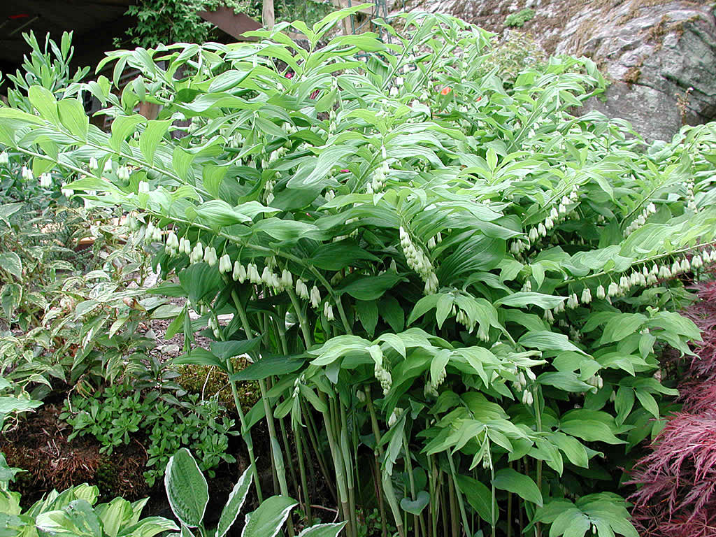 Jätterams, _Polygonatum x hybridum_.Foto: Sylvia Svensson