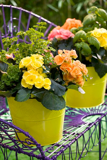 Begonia, _Begonia elatior-hybrid_.