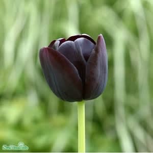 Enkel Sen Tulpan -Queen of Night- Tulipa gesneriana