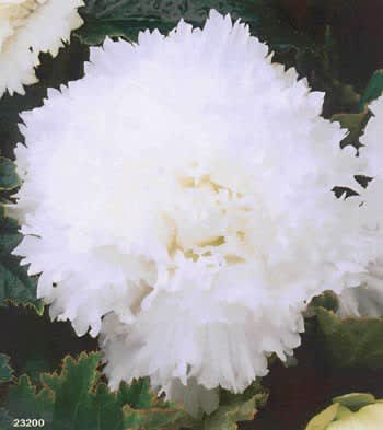 Begonia x tuberhybrida 'Fimbriata' vit