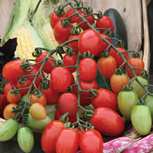 Tomaten 'Milla'. En fantastisk god plommontomat att odla utomhus eller i växthus. Läs mer: [Odla.nuShop](http://erbjudande.odla.nu/fro/?c=5)