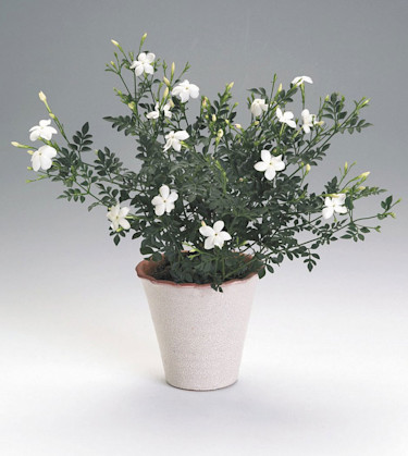 Parfymjasmin, _Jasminum officinale_