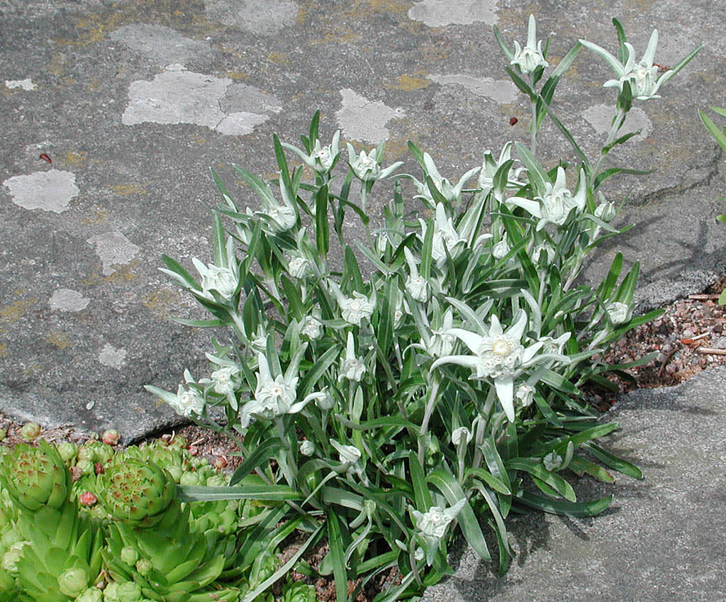 Edelweiss, _Leontopodium alpinum_.
Foto: Sylvia Svensson