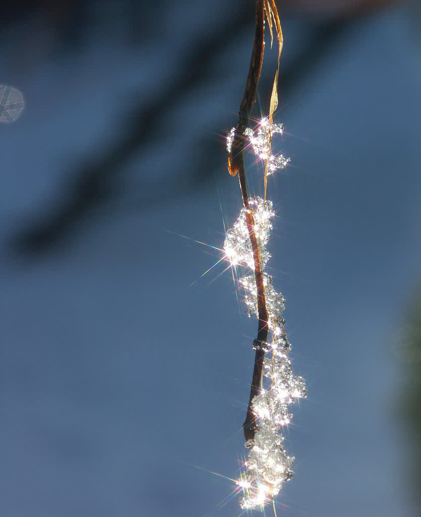 Solen glittrar på isen!
Foto: Sylvia Svensson
