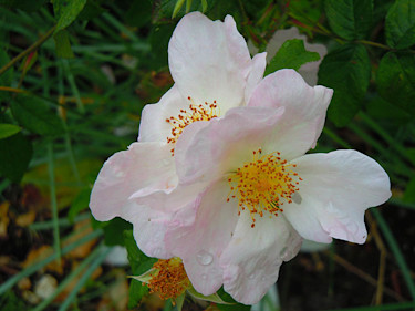 Mumieros, Rosa x richardii - Rosa x sancta
Foto: Bernt Svensson