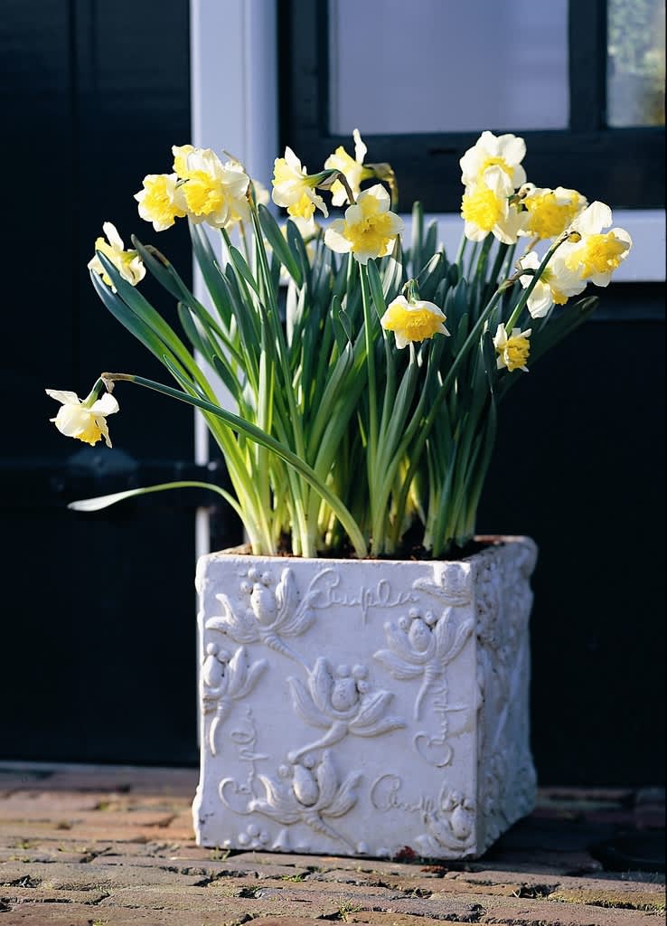 Pingstlilja, _Narcissus_, 'Ice Follies' i vacker kruka. Foto: Blomsterfrämjandet
