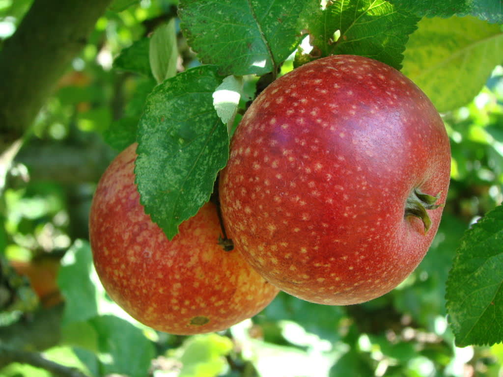 Gör en smart äppelplockare - läs bästa trädgårdstipset! Foto: Katarina  Kihlberg