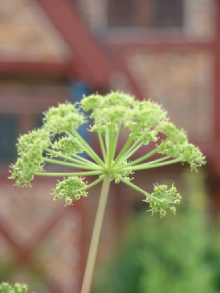 Kvanne, _Angelica archangelica_, med sin vackert gulgröna blomställning. Foto: Katarina Kihlberg