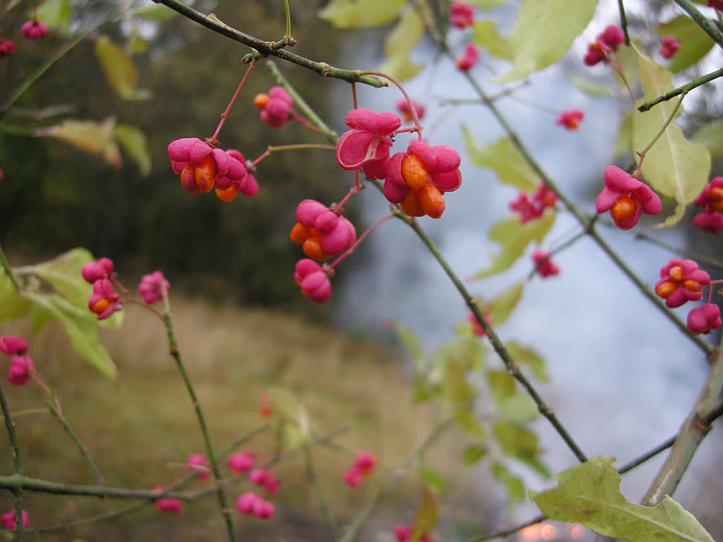 Bär hos benved, Euonymus europaeus. Foto: Sylvia Svensson