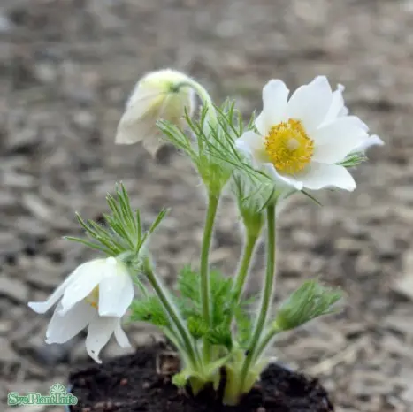 Backsippa 'Alba'