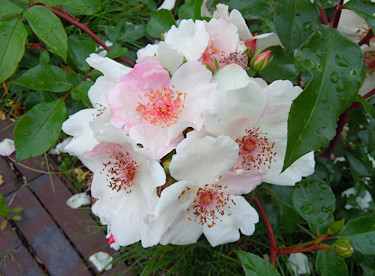 'Sweet Pretty'
Foto: Sylvia Svensson