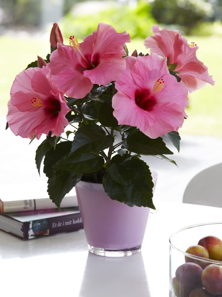 Hibiskus finns i massor av färger, här härligt piggt rosa! Foto: Floradania