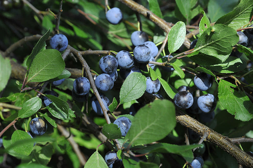 _Prunus spinosa_, slånbär.Foto: Bernt Svensson