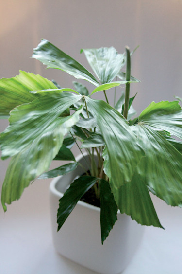 Tuvad fisktjärtspalm, _Caryota mitis_. Foto: Blomsterfrämjandet.