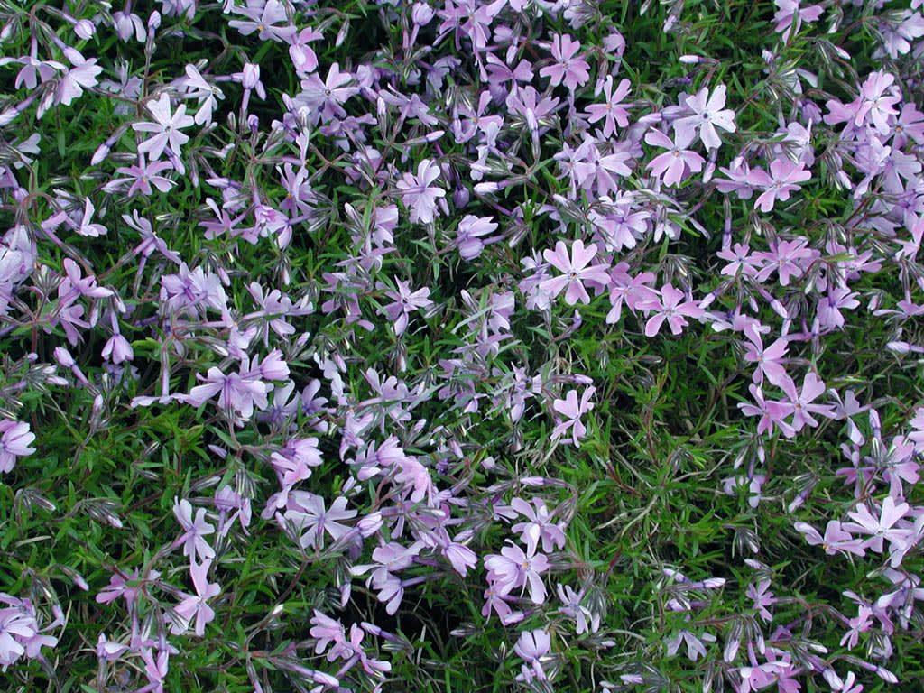 Mossflox, _Phlox subulata_ 'Emerald Cushion Blue'.