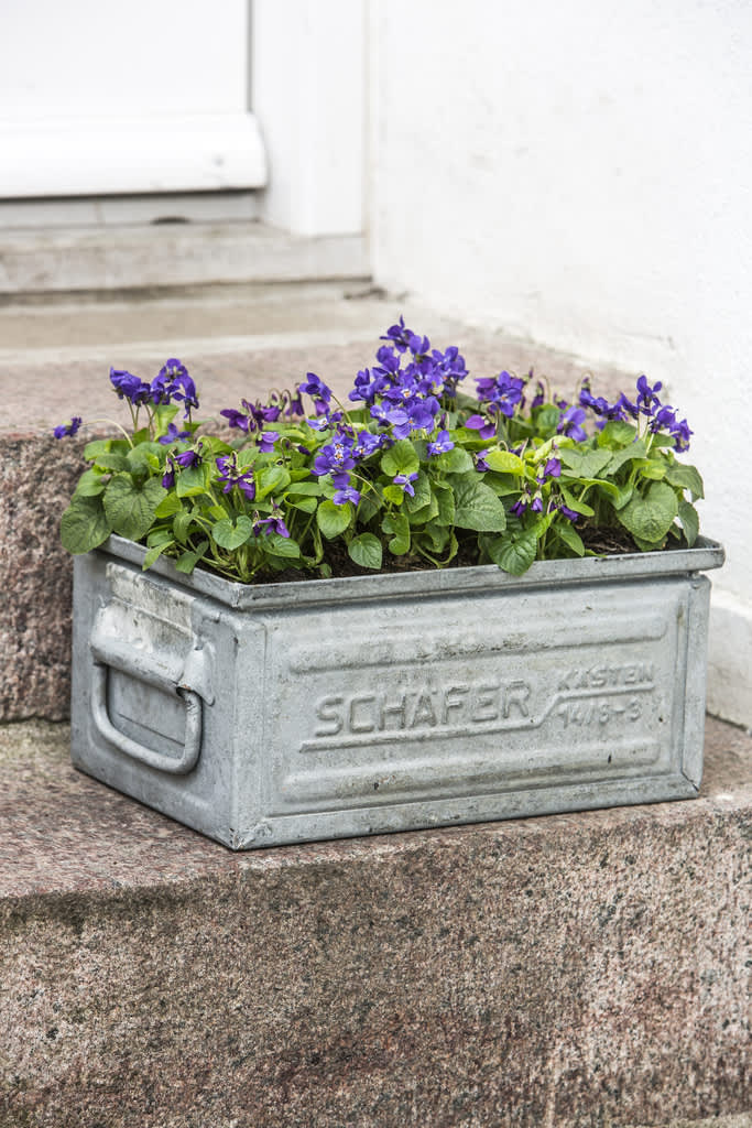 Att fylla en lite större låda med många penséer är väldigt fint. Foto: Floradania