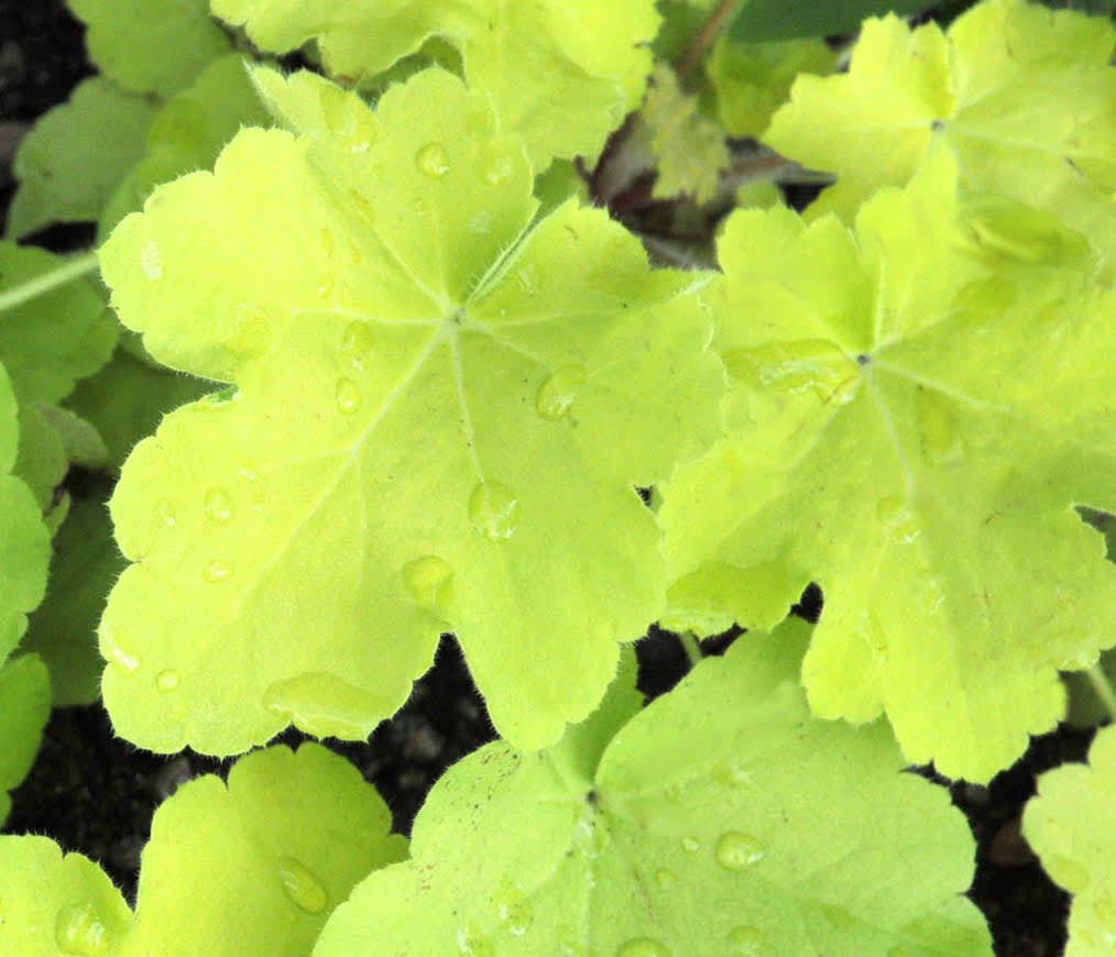 Alunrot, _Heuchera_ 'Citronella'.
Foto: Sylvia Svensson