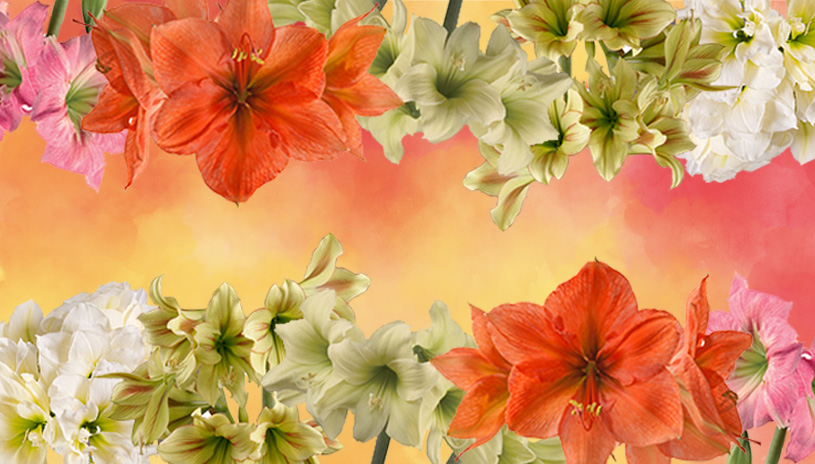 amaryllis