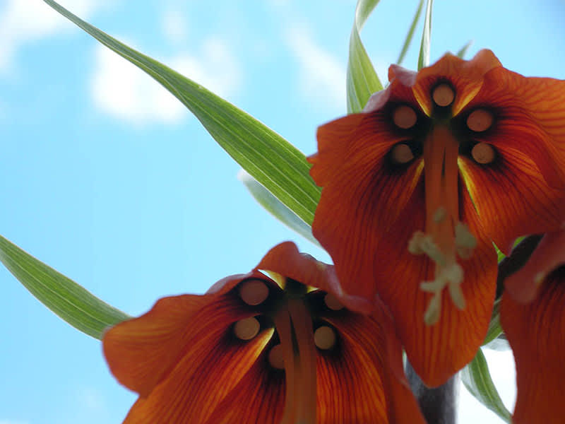 I Holland har kejsarkronan fått smeknamnet "stinkande liljan".