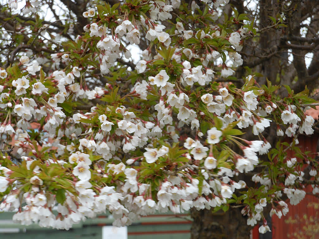 Prunus 'Kojou-no-mai'. Foto: Sylvia Svensson