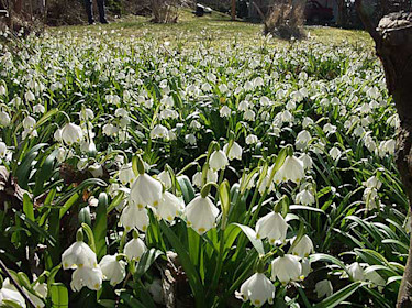 Snöklocka, Leucojum vernuum. Foto: Sylvia Svensson