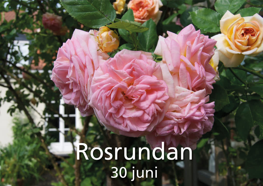 Rosrundan går av stapeln i slutet av juni.