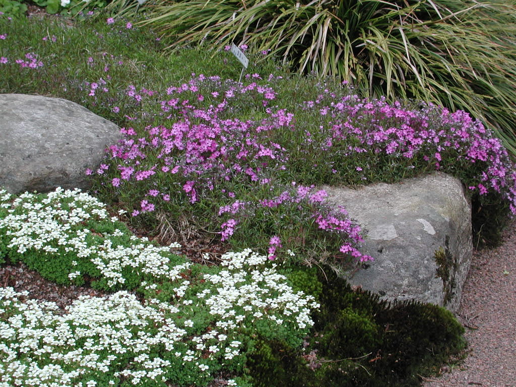 _Saxifraga x arendsii_ 'Findling' med mossflox.
Foto: Sylvia Svensson