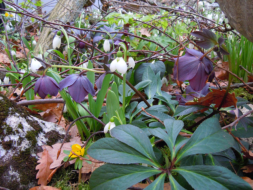 Galanthus elwesii med Helleborus orientalis
Foto: Sylvia Svensson