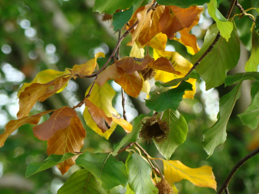 Varför ändrar löven färg till gult och rött på hösten? Foto: Katarina Kihlberg