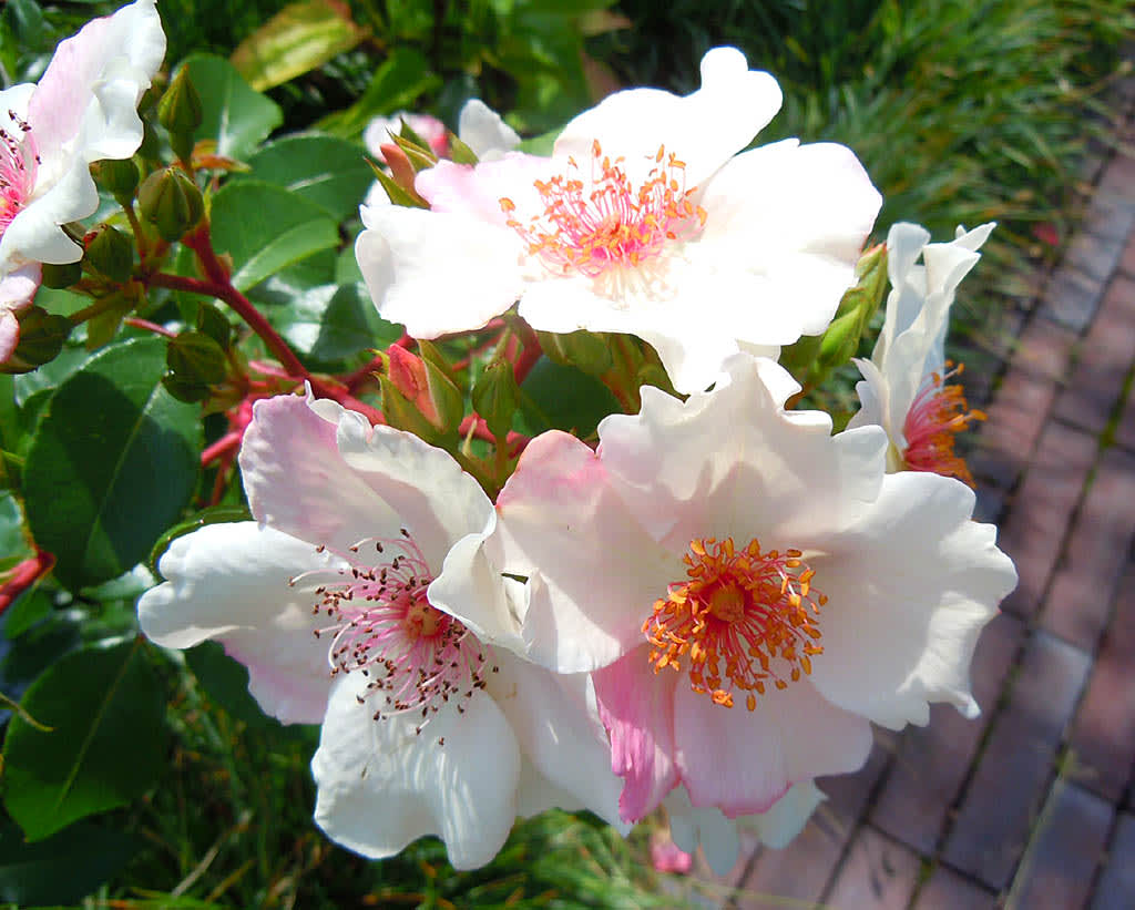 Rosen 'Sweet Pretty' har underbara blommor! Foto: Sylvia Svensson