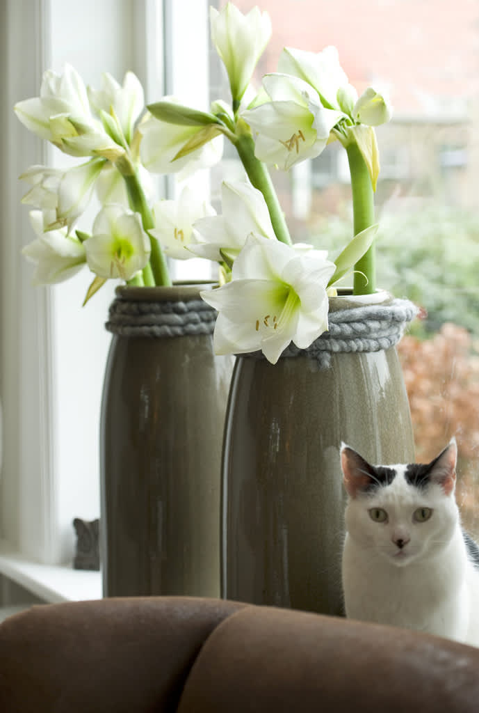 Vita amaryllis i fönsterFoto: Blomsterfrämjandet
